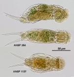 Cephalodella intuta