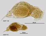 Cephalodella marina
