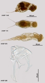 Cephalodella gibba