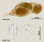 Cephalodella forficata