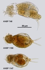 Cephalodella hoodii
