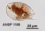 Colurella obtusa