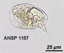 Colurella obtusa f. clausa