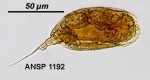 Colurella geophila