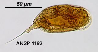 Colurella geophila