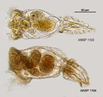 Conochilus hippocrepis