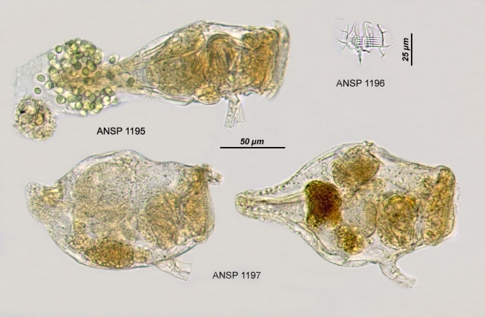 Conochilus dossuarius