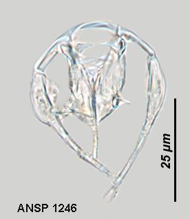 Dicranophorus semnus