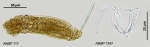 Dicranophoroides caudatus