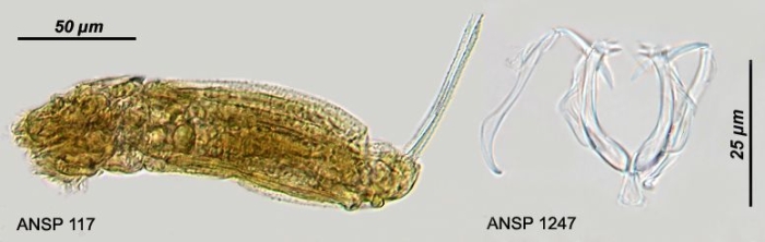 Dicranophoroides caudatus