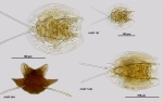 Dipleuchlanis propatula