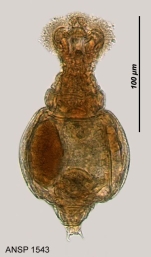 Macrotrachela quadricornifera