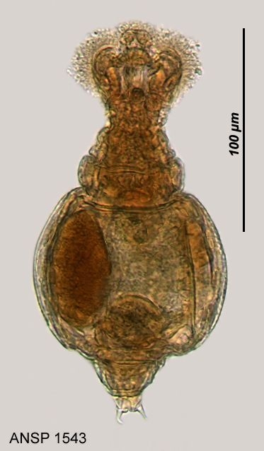 Macrotrachela quadricornifera