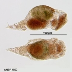 Mikrocodides chlaena