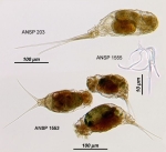 Monommata actices
