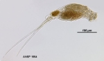 Monommata enedra