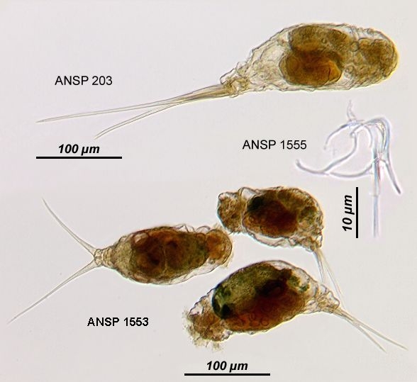 Monommata actices