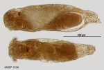 Lindia truncata