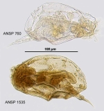 Lophocharis salpina
