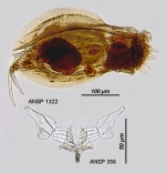 Euchlanis incisa