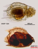 Euchlanis incisa f. mucronata