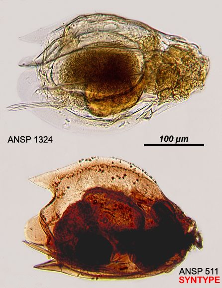 Euchlanis incisa f. mucronata