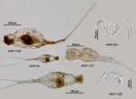 Beauchampiella eudactylota