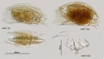 Mytilina brevispina