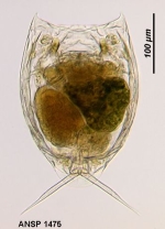 Lecane ungulata var. tenuior