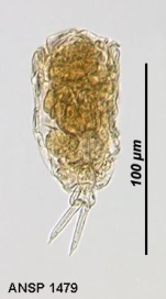 Lecane imbricata