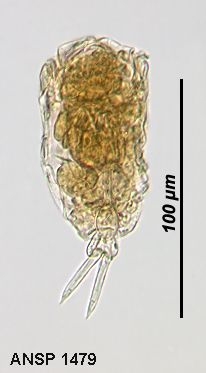 Lecane imbricata