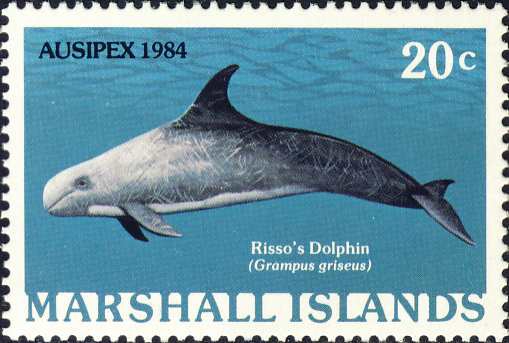 Grampus griseus Grampus griseus