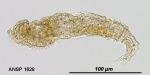 Notommata aethis