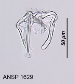 Notommata allantois