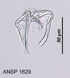 Notommata allantois