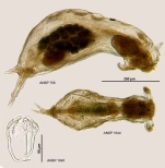 Notommata copeus