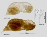 Notommata cyrtopus