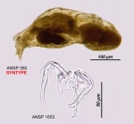 Notommata falcinella