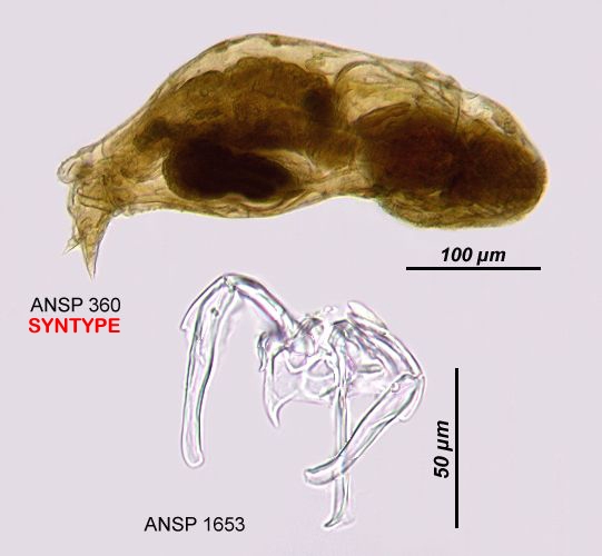Notommata falcinella