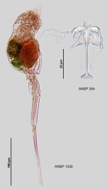 Scaridium longicauda