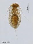 Filinia brachiata