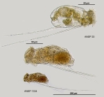 Filinia longiseta
