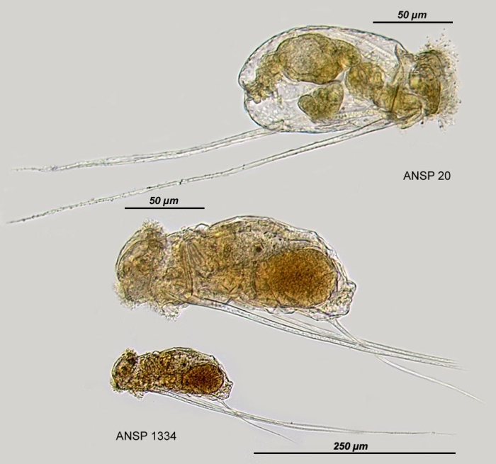 Filinia longiseta
