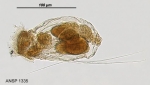 Filinia passa
