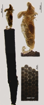 Floscularia ringens