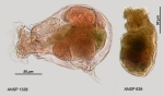 Gastropus hyptopus