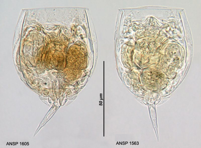 Lecane subulata