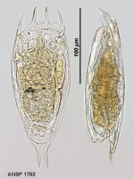 Notholca japonica
