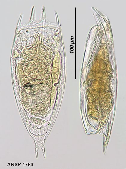 Notholca japonica