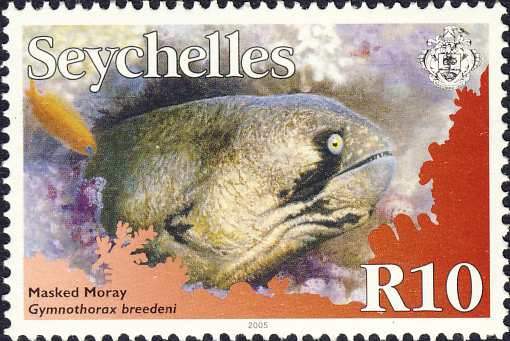 Gymnothorax breedeni Gymnothorax breedeni